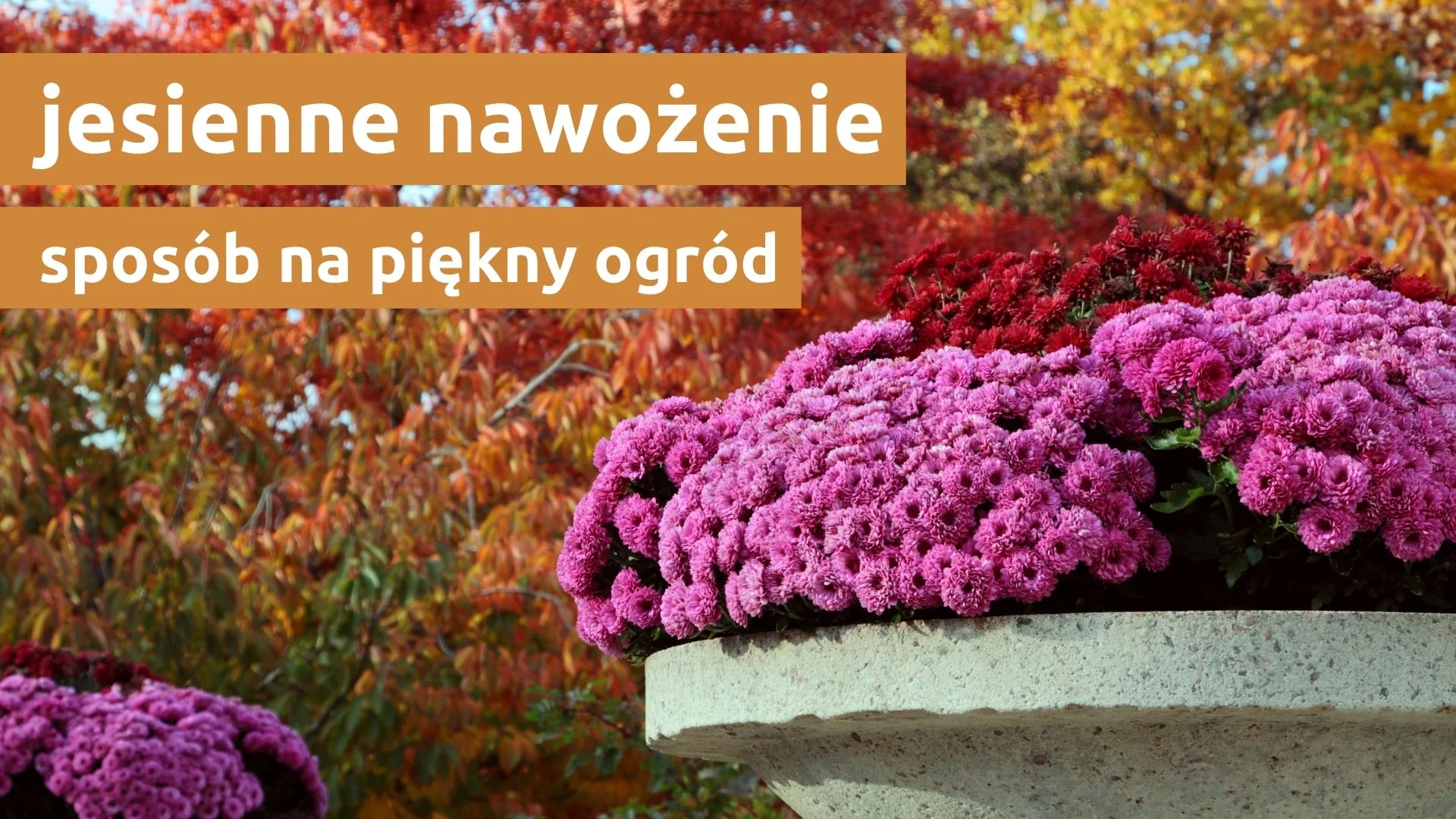 Jesienne Nawożenie Sposób Na Piękny Ogród 0562