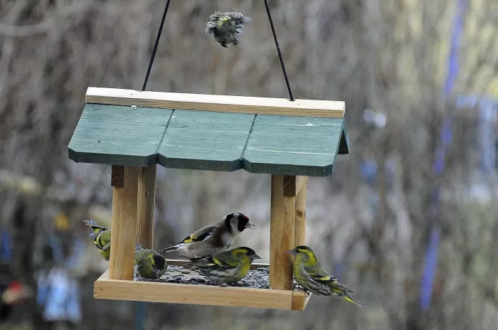 Dokarmianie ptaków zimą – jak i kiedy zacząć