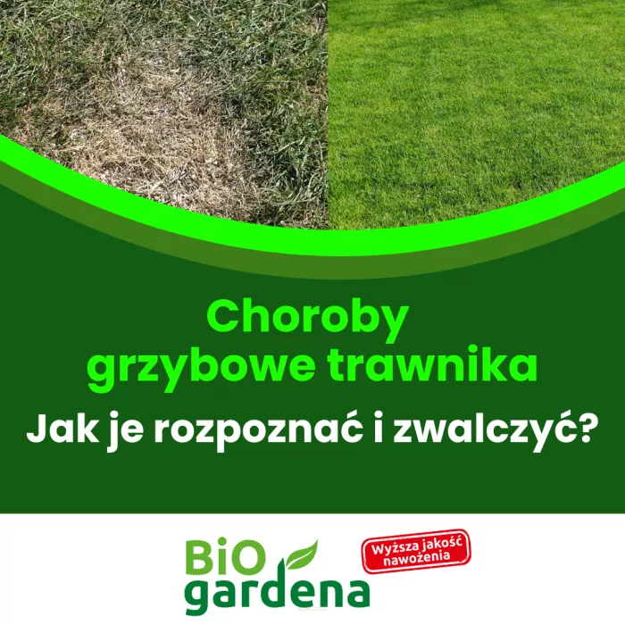 Choroby  grzybowe trawnika - jak je rozpoznać