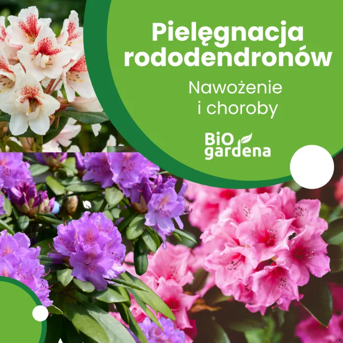 Pielęgnacja rododendronów