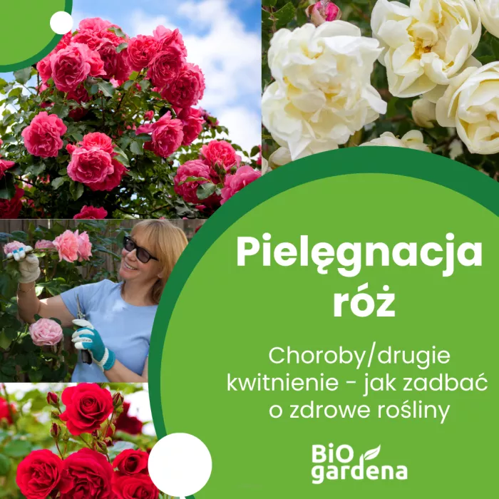 Róże - jak je pielęgnować po kwitnieniu