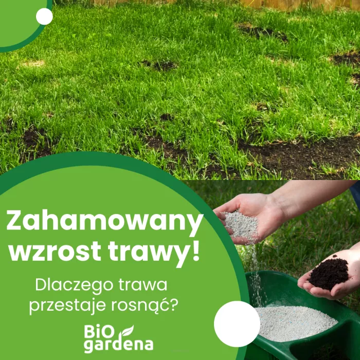 Zahamowany wzrost trawy – poznaj przyczyny