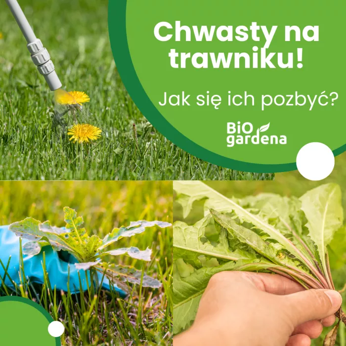 Chwasty na trawniku – jak się ich pozbyć