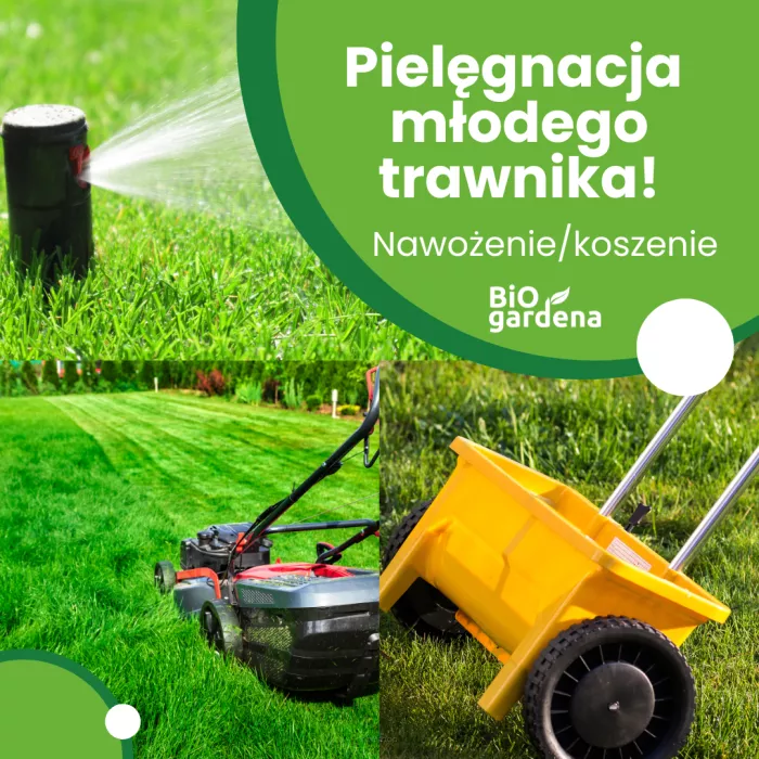 Pielęgnacja młodego trawnika