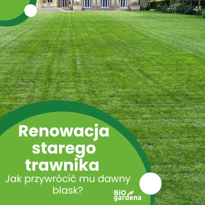 Renowacja starego trawnika, czyli jak przywrócić mu dawny blask