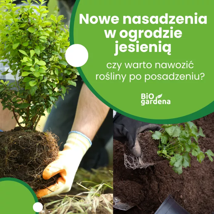 Planowanie i pielęgnacja nowych roślin w ogrodzie jesienią