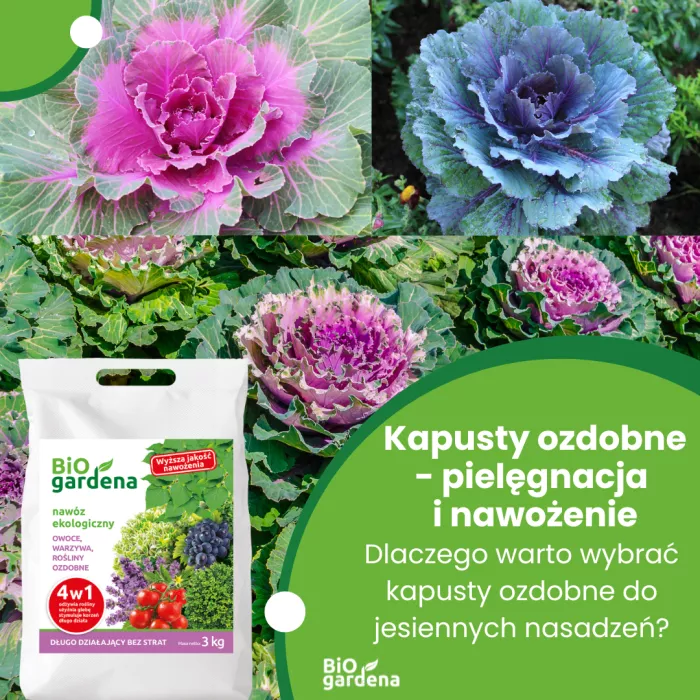 Kapusty ozdobne pielęgnacja i nawożenie