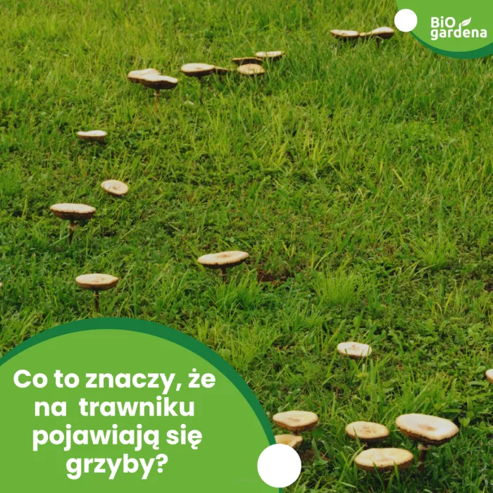 Na Twoim trawniku pojawiły się grzyby? Zobacz co robić!