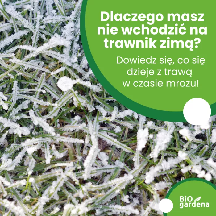 Dlaczego masz nie wchodzić na trawnik zimą?