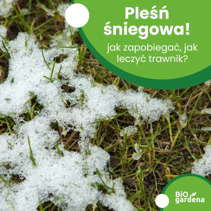 Pleśń śniegowa - jak zapobiegać, jak leczyć trawnik